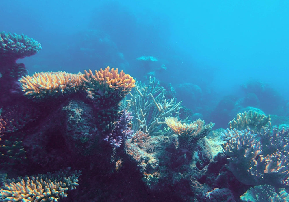Beach clean-up event during SeaWeek Australia 2025