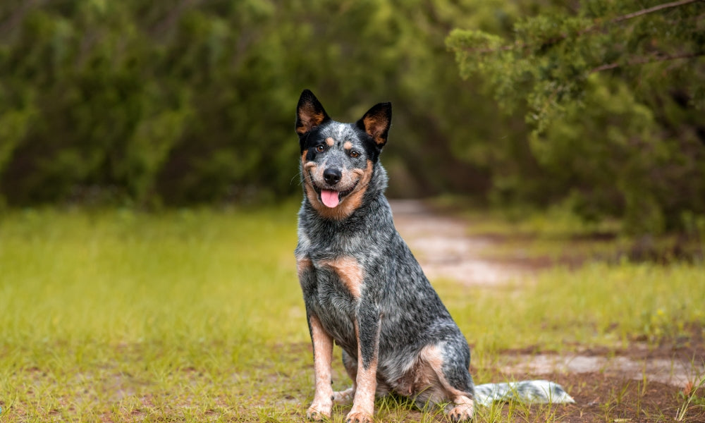 14 of the best dog parks across Australia