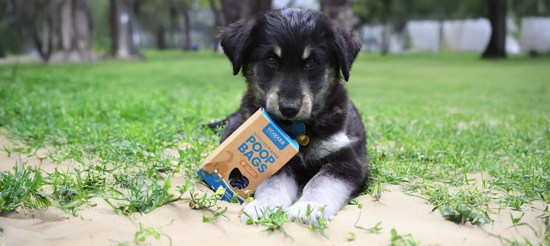 Recycled Plastic Dog Poop Bags